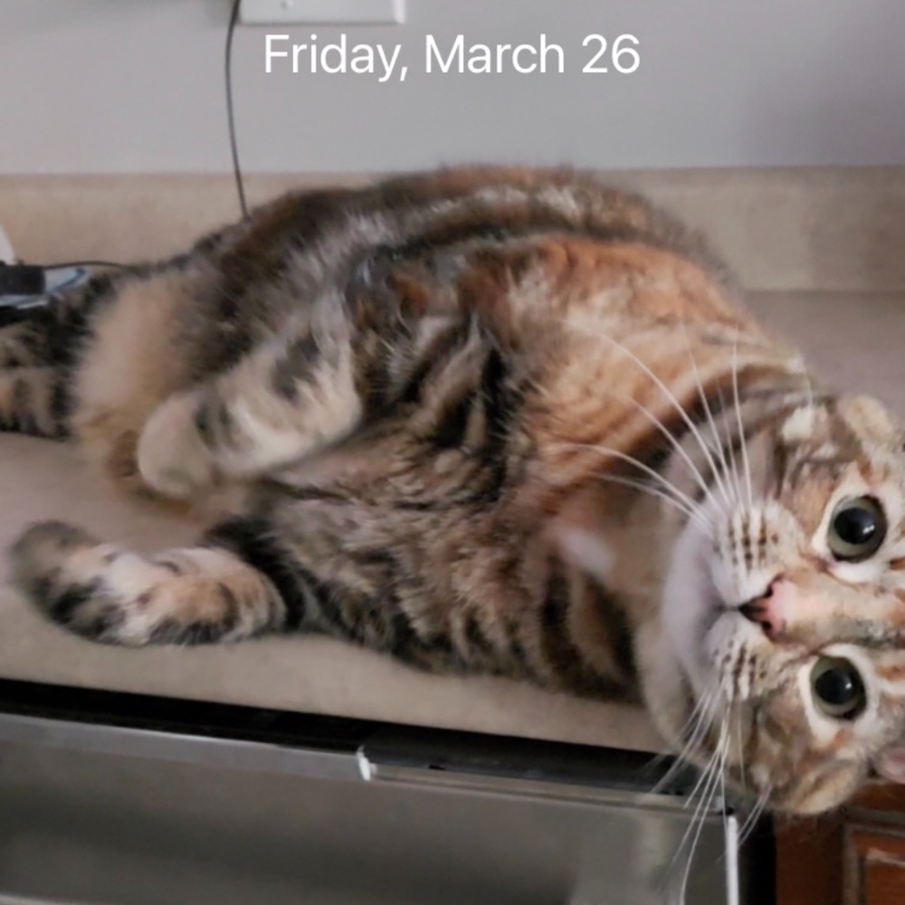 Meet your Posher, Nicola